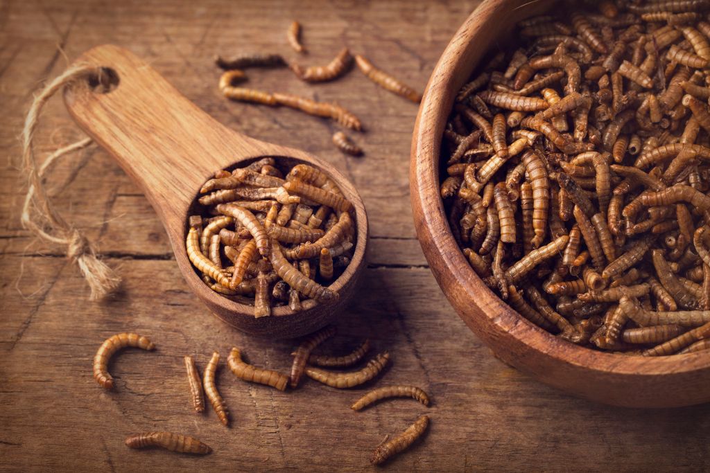 superworms on a brown cup and spoon situated on brown platform