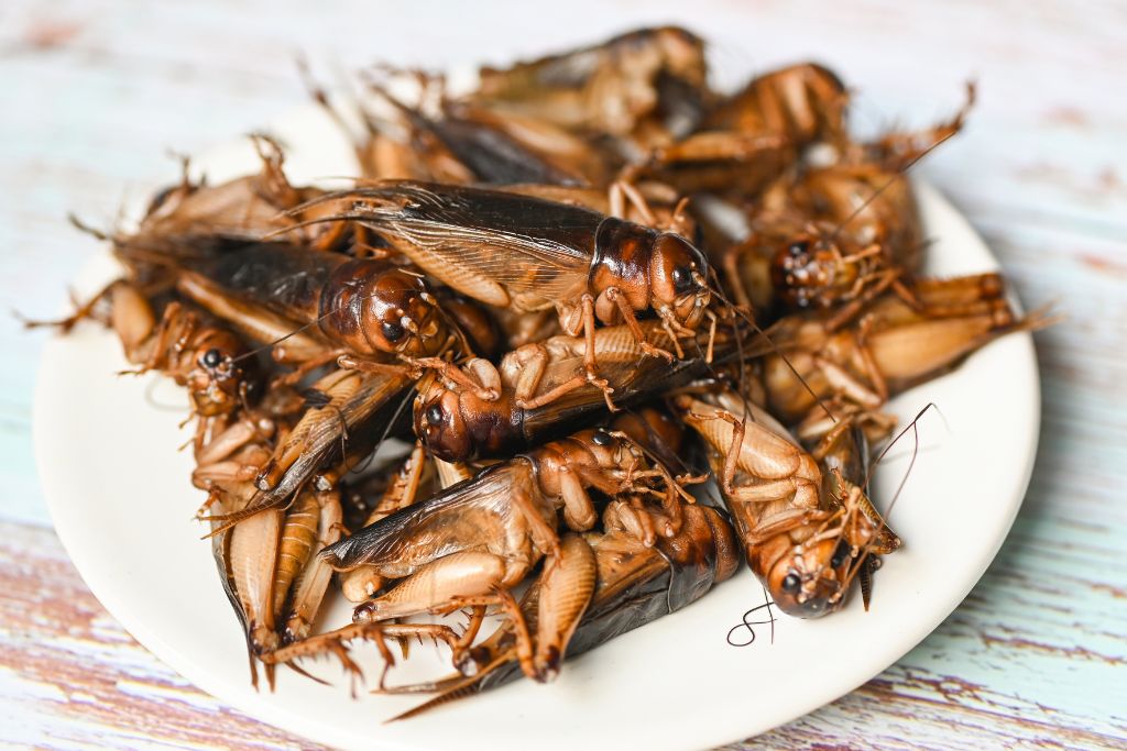 crickets on white plate