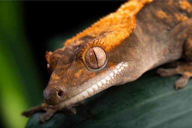 Crested Gecko on a leaf