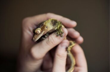 A pair of hands holding a Crested Gecko