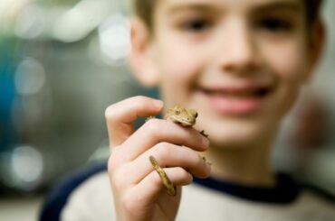 a child holding a crested gecko