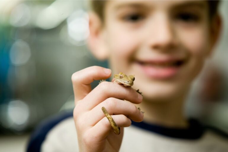 a child holding a crested gecko