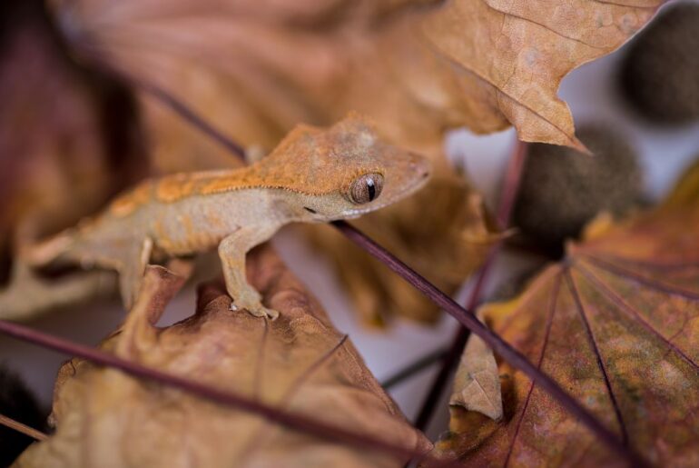 Crested Gecko on dry leaves