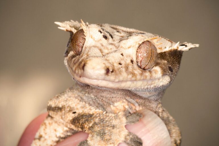 close up picture of a crested gecko