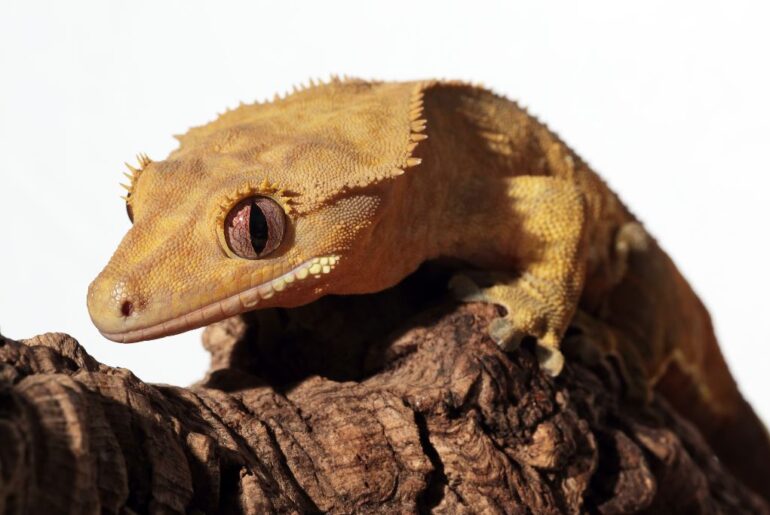 crested gecko on white background