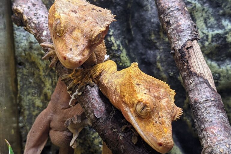 Crested Gecko Couple on Tree Branch