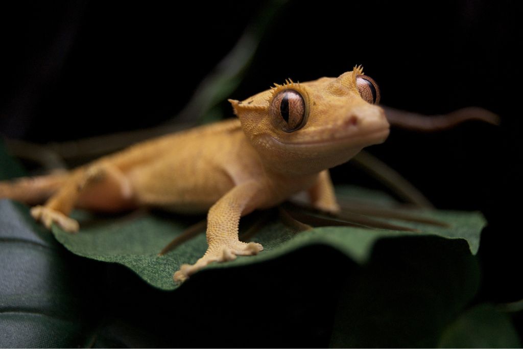 juvenile crested gecko on terrarium plant