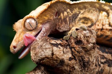 crested gecko on tree branch