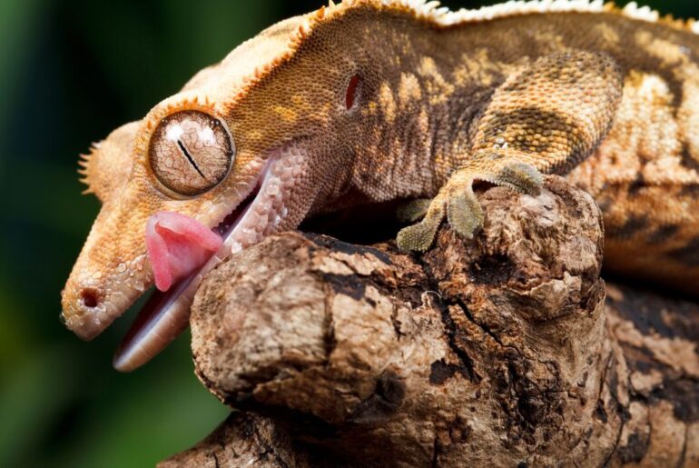 crested gecko on tree branch