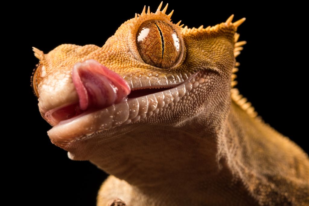 crested gecko with tongue licking its lips
