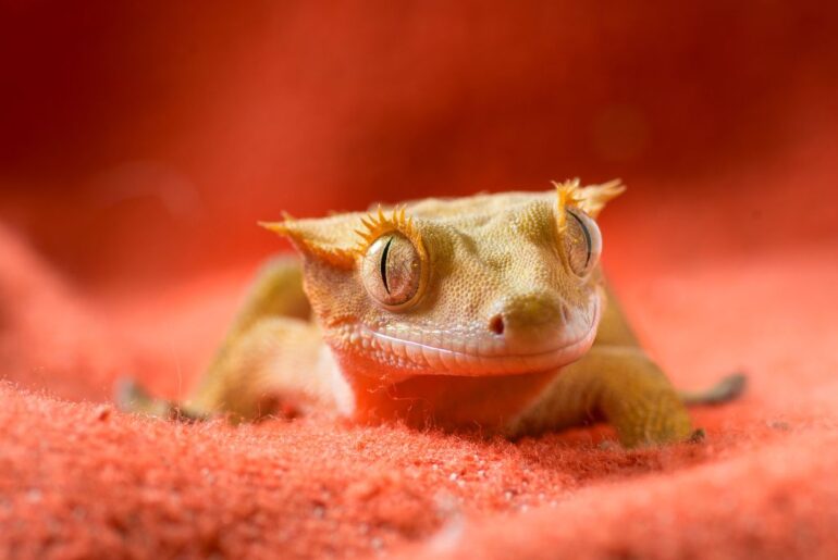 crested gecko on peach fabric cloth