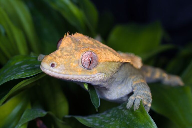 crested gecko on the plants