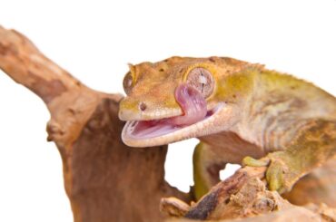 Crested Gecko in a wooden branch