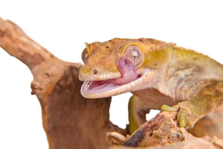 Crested Gecko in a wooden branch