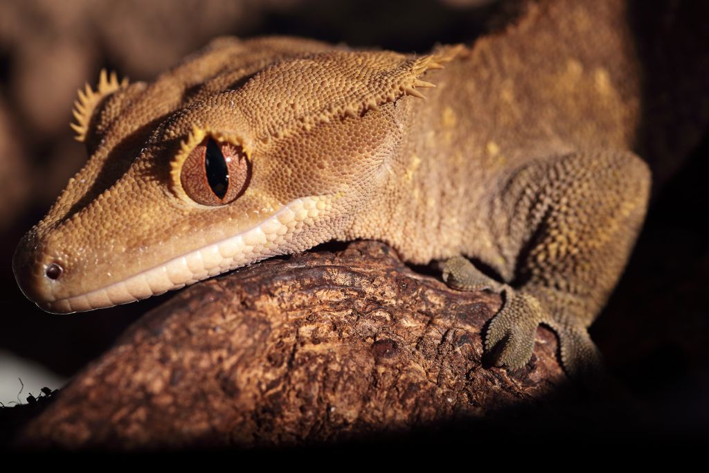 brown crested gecko crawling on drift wood