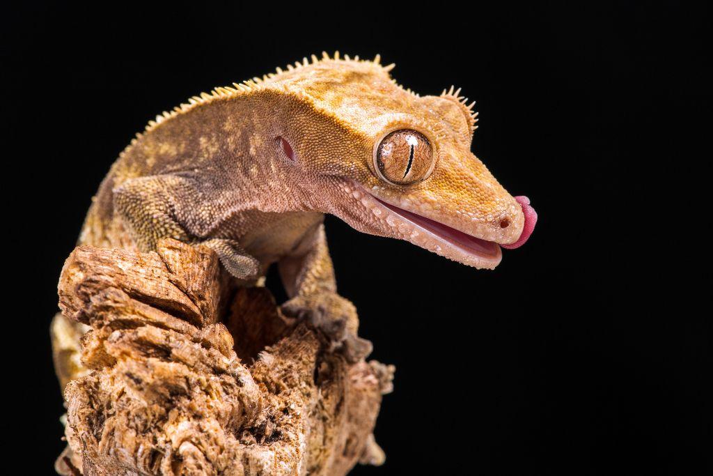 crested gecko on dried wood with dark background