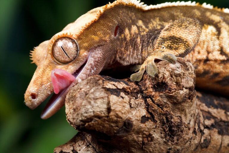 crested gecko on wood with green background