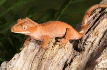 crested gecko on a wood with leaf background