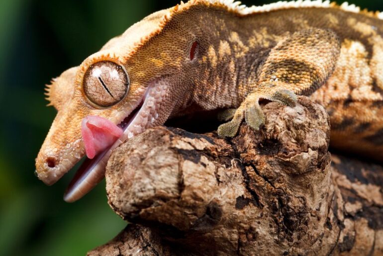 Crested Gecko on tree branch