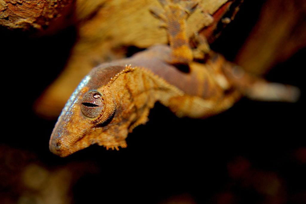 Crested Gecko climbing on rocky wall
