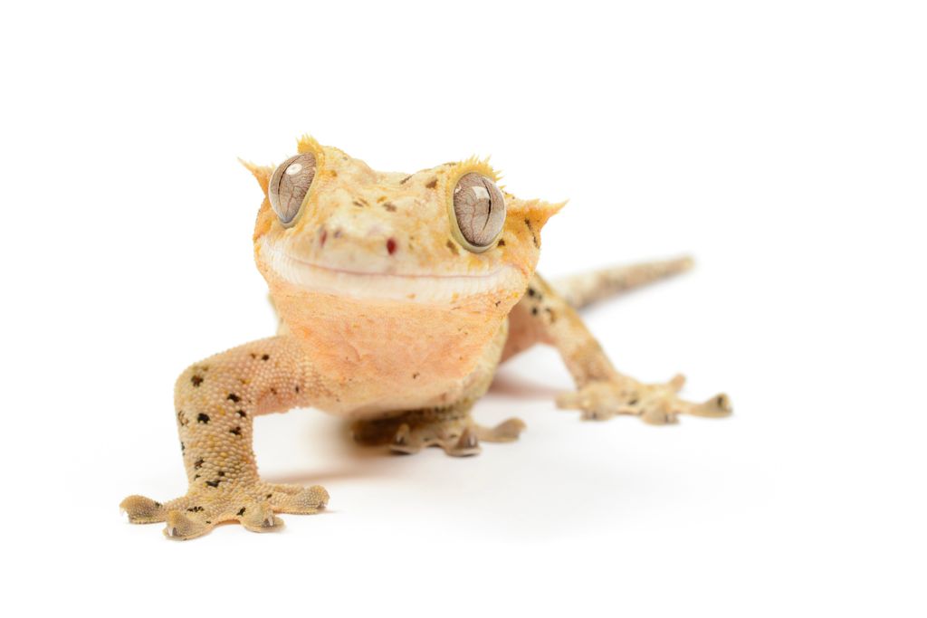 Crested Gecko on white background