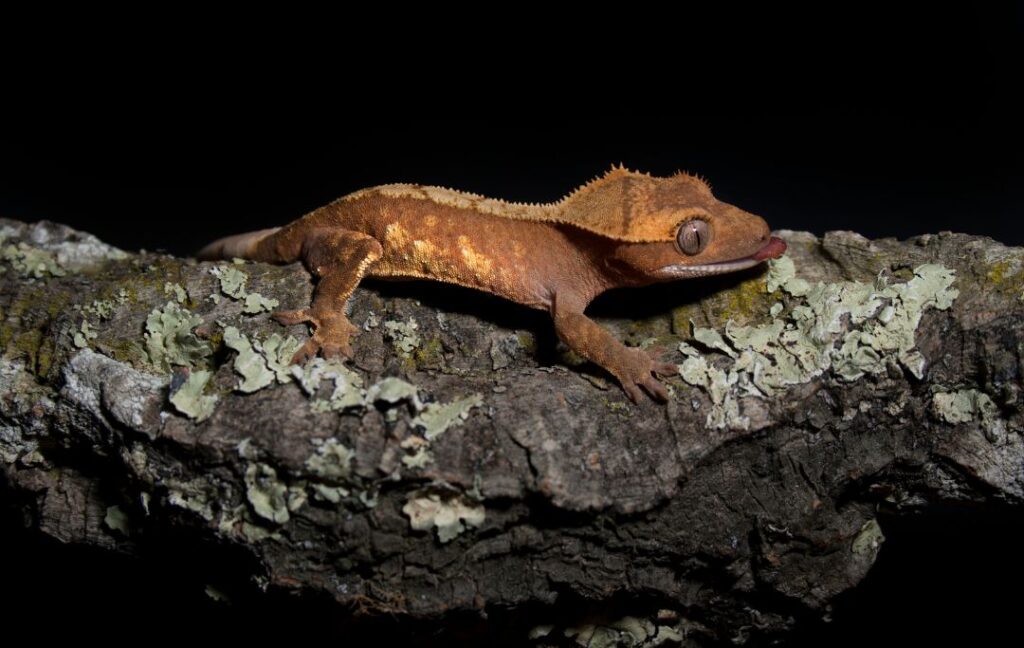 Crawling crested gecko on a brach