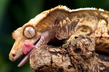 Crested Gecko yawning on a branch