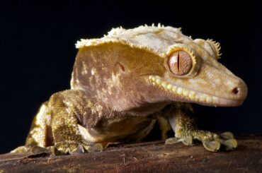 crested gecko on a wood on a black background
