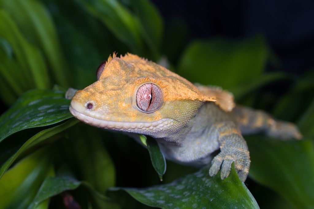 crested gecko hanging on leaves