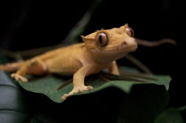 crested gecko on a leaf