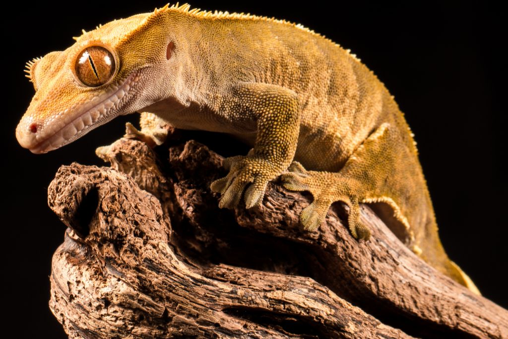 crested gecko on a piece of wood