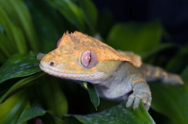 crested gecko crawling on leaves