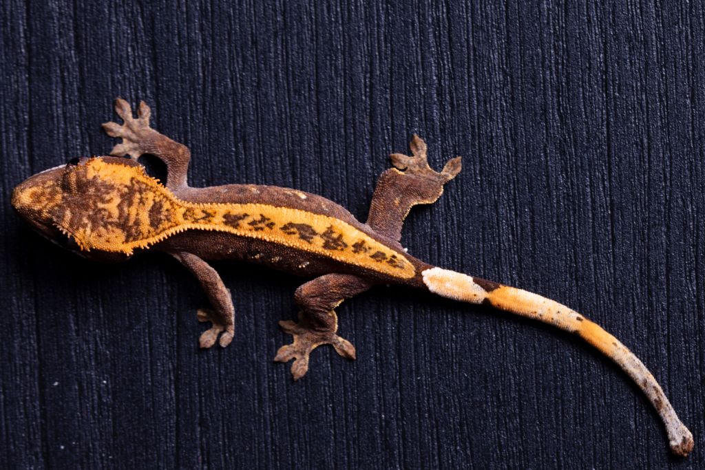 crested gecko in black background