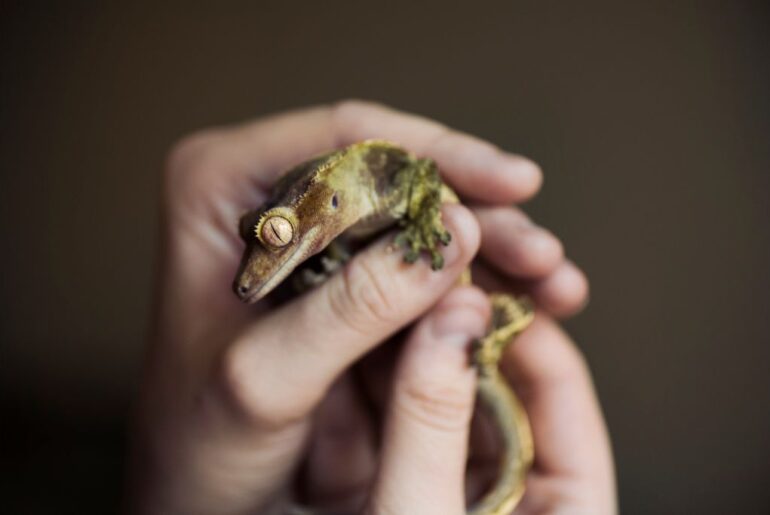 Crested gecko being held by both hands