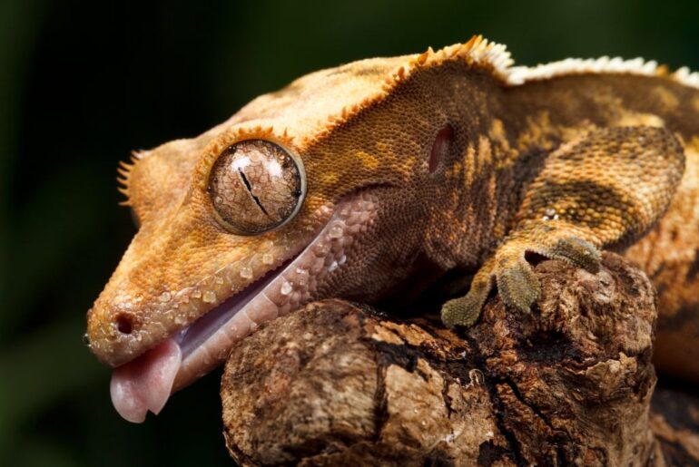 crested gecko on tree branch