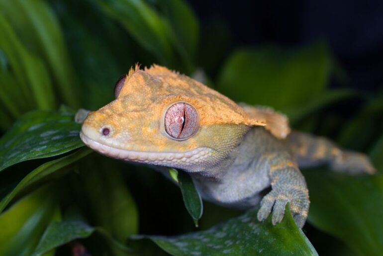 crested gecko crawling on leaves