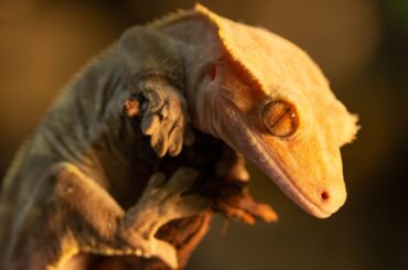 crested gecko under sunlight clinging on a branch