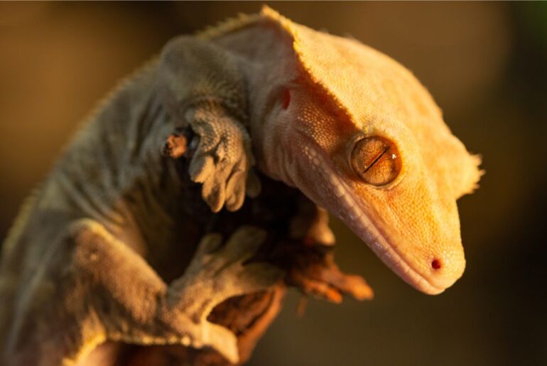 crested gecko under sunlight clinging on a branch