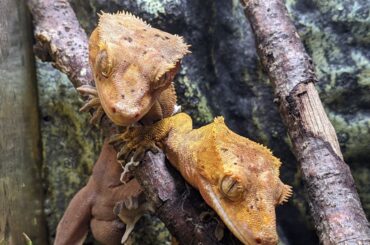 two crested geckos cuddling on a tree branch