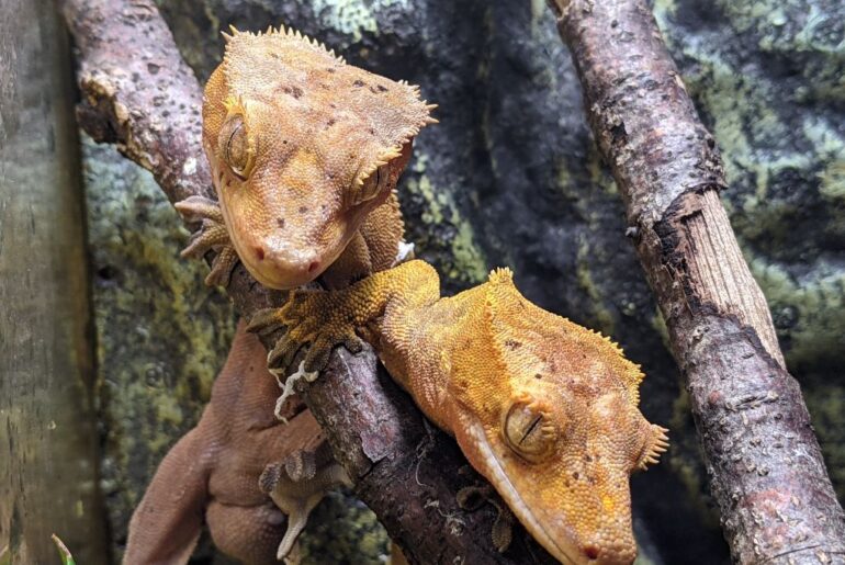 two crested geckos cuddling on a tree branch