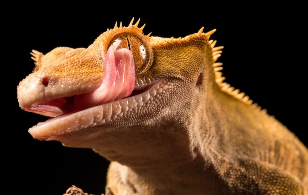 licking crested gecko with a black background