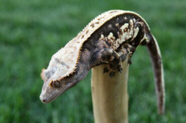 crested gecko on a wood