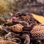two african fat tailed gecko on a mossy substrate