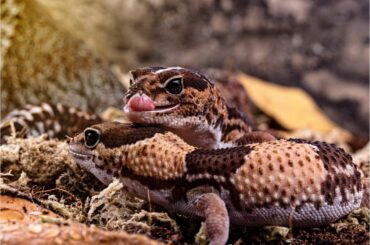 two african fat tailed gecko on a mossy substrate