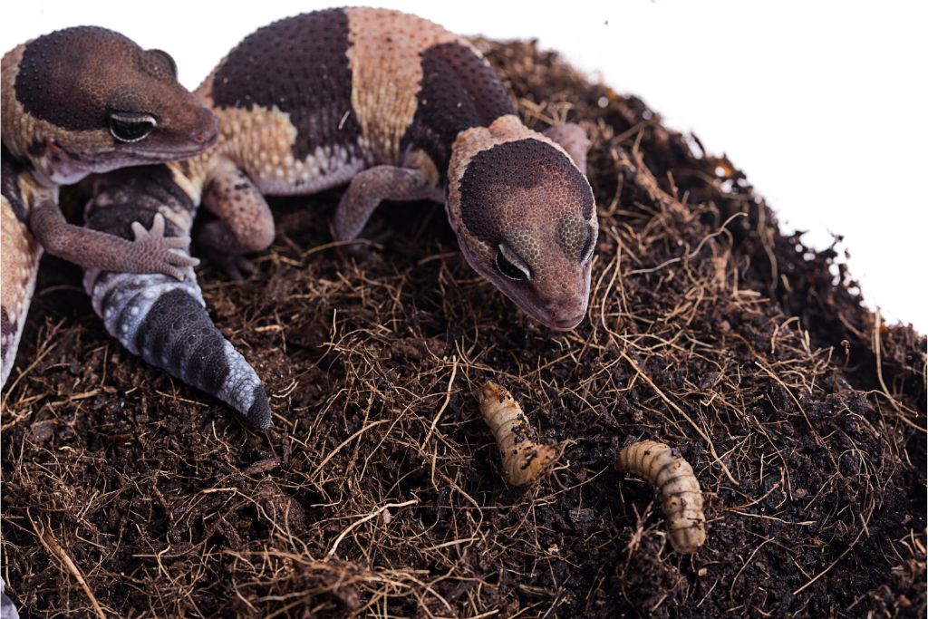 african fat tailed gecko on a coco peat substrate feeding on meal worm