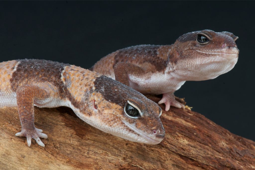 two african fat tailed gecko resting on a rock