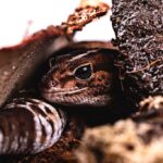 african fat tailed gecko hiding under its shelter