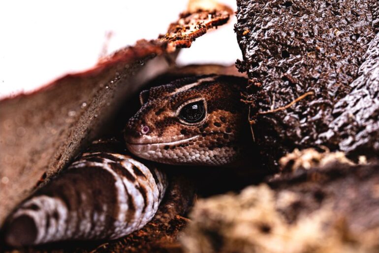 african fat tailed gecko hiding under its shelter