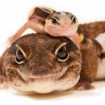 fat tailed gecko with its small young on its back