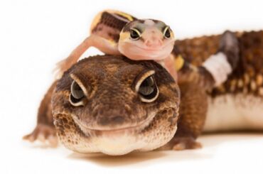 fat tailed gecko with its small young on its back